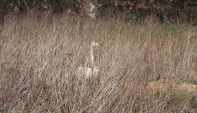 Singschwan  - Kacper Mikulski