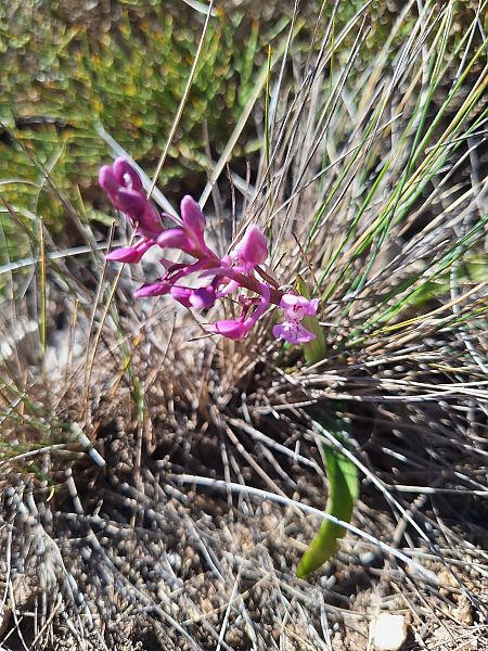 Anacamptis morio subsp. picta  - Benjamin Kabouche