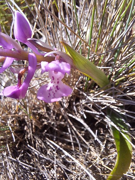 Anacamptis morio subsp. picta  - Benjamin Kabouche