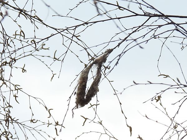 Beutelmeise  - Kacper Mikulski