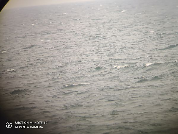 Heringsmöwe (ssp. fuscus)  - Michał Kowalczuk