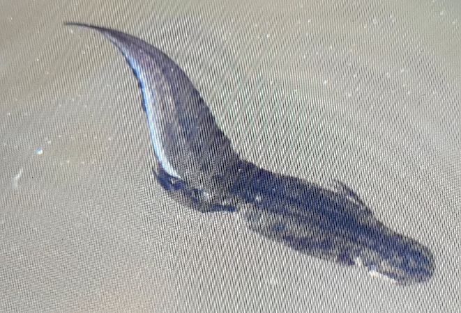 Tritone punteggiato  - Paolo Zonta