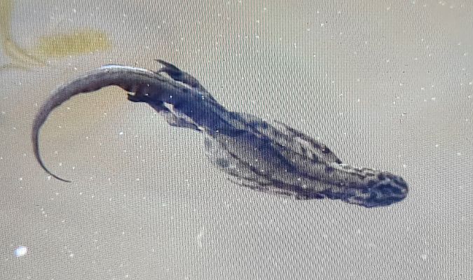 Tritone punteggiato  - Paolo Zonta