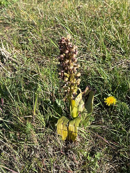 Himantoglossum robertianum  - Jerome Brunet