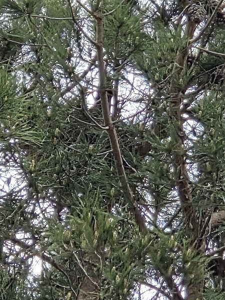 Cornacchia grigia  - Alberto Manganaro