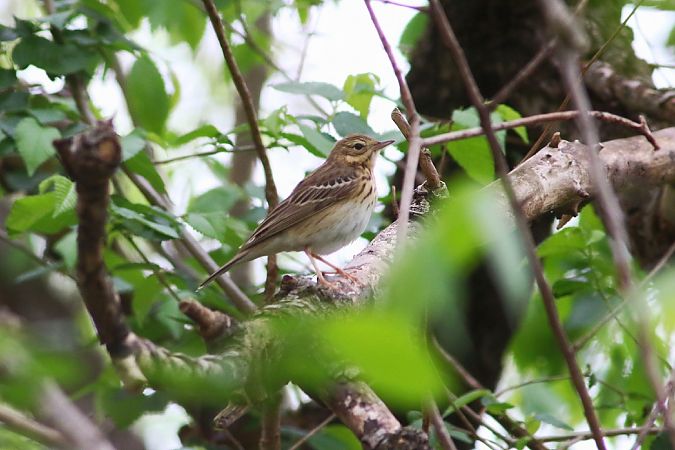 Prispolone  - Stefano Sava