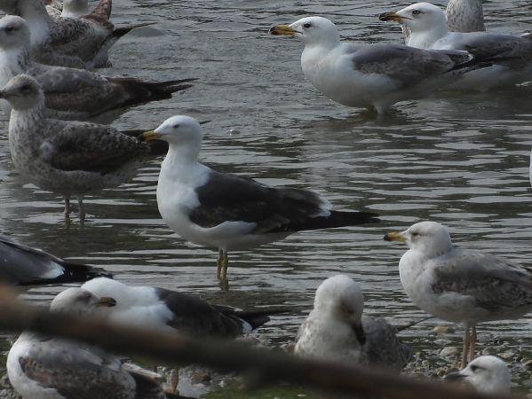Zafferano  - Lorenza Venturini