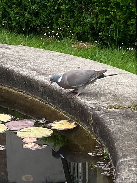 Colombaccio  - Federico Pino