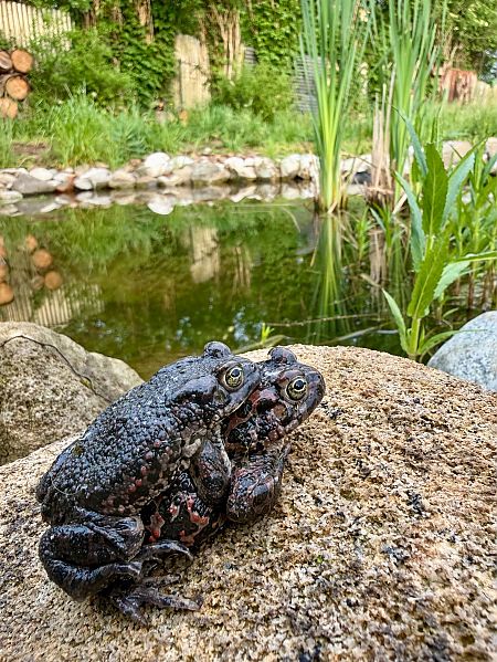 Rospo smeraldino (tutte le specie)  - Andrea Galimberti