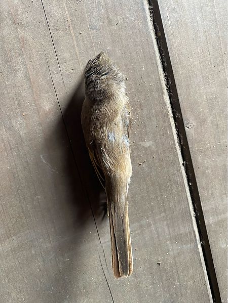 Sterpazzola  - Sergio Muratore