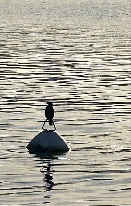 Marangone minore  - Katja Hüve