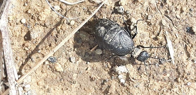 Meloe rugosus  - Michele Cento