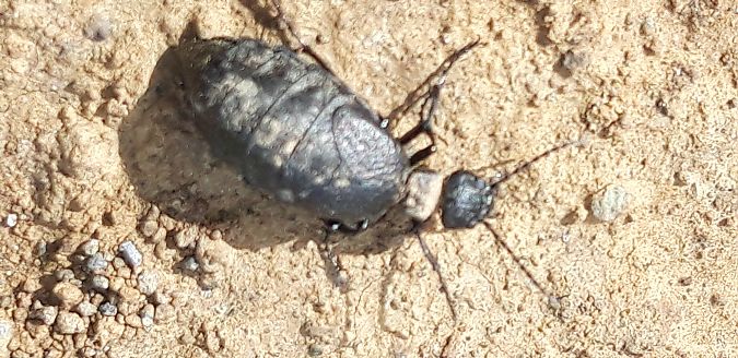 Meloe rugosus  - Michele Cento