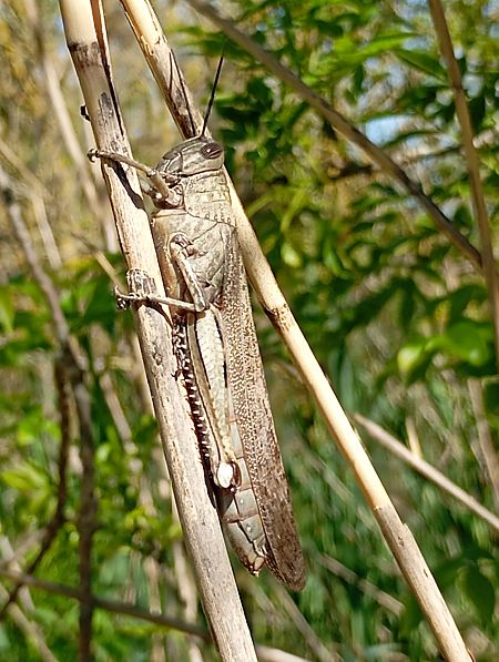 Llagostot egipci  - Joan Ventura