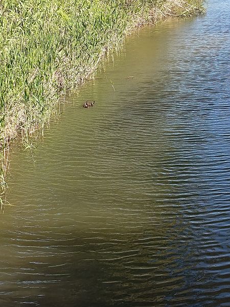 Ànec collverd  - Carles Durà i Franch