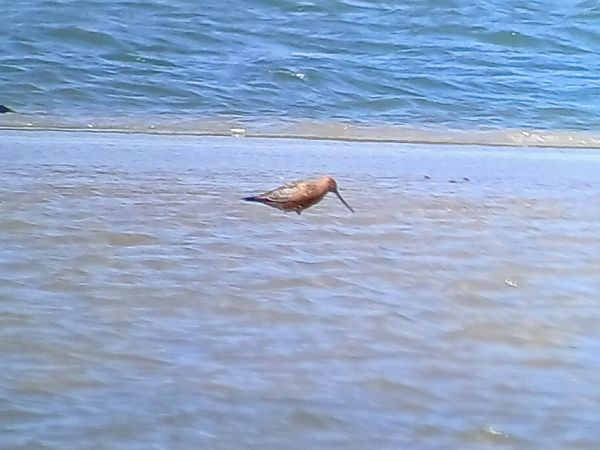 Barge rousse  - Ulrich Lindinger