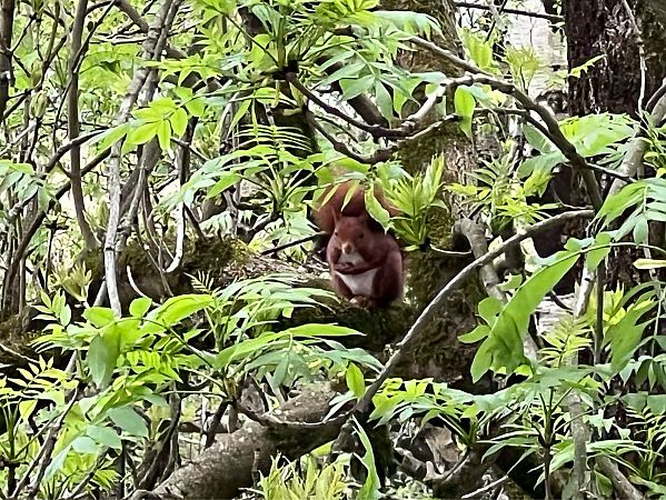 Katagorri arrunta  - Esther Lopez