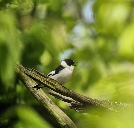 muchołówka białoszyja  - Tomasz Zarzycki
