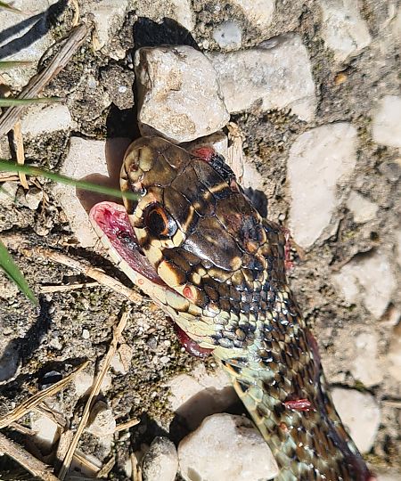 Biacco  - Paolo Zonta