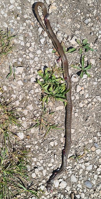 Biacco  - Paolo Zonta