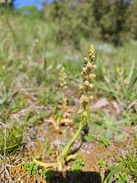 Orchis anthropophora  - Victoire Aziosmanoff