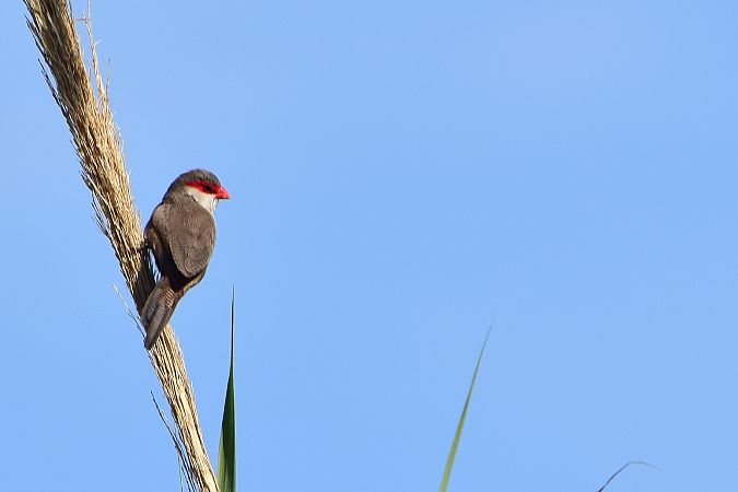 Bec de corall senegalès  - Freddy Rivas