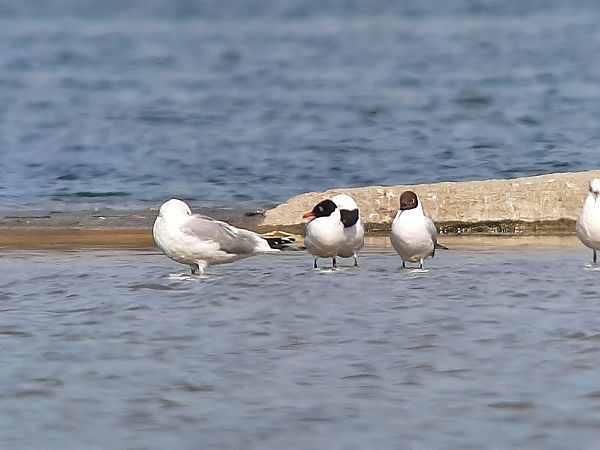 Mouette mélanocéphale  - Franz Stoll