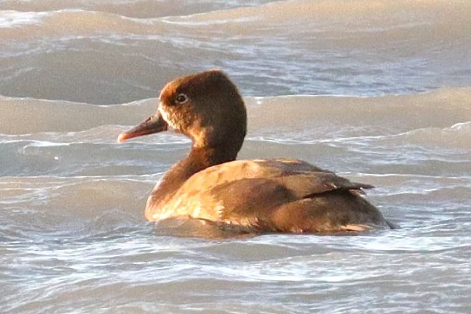 Oiseau indéterminé  - Viehböck Helga