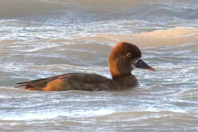 Oiseau indéterminé  - Viehböck Helga