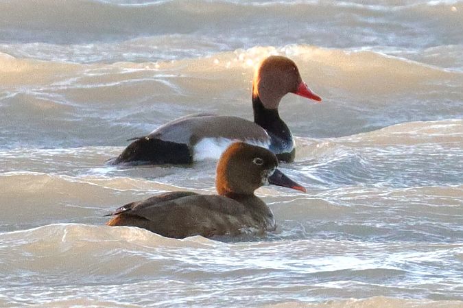 Oiseau indéterminé  - Viehböck Helga