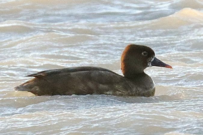 Oiseau indéterminé  - Viehböck Helga