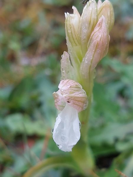 Anacamptis papilionacea  - Bernard Sonnerat
