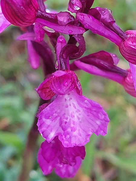 Anacamptis papilionacea  - Bernard Sonnerat