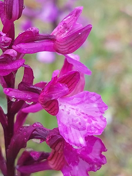 Anacamptis papilionacea  - Bernard Sonnerat