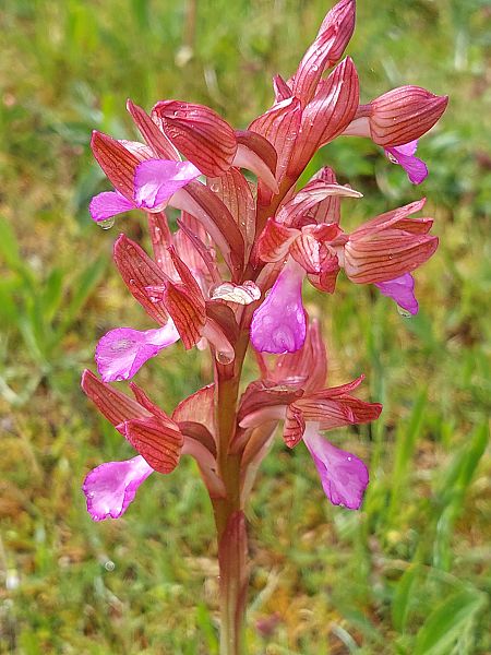 Anacamptis papilionacea  - Bernard Sonnerat