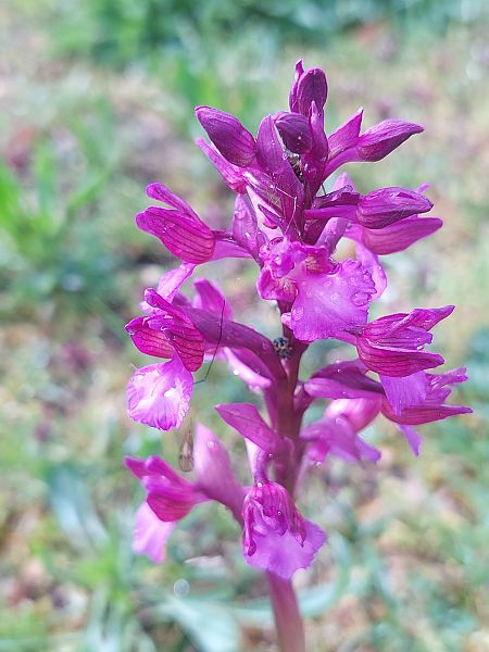 Anacamptis papilionacea  - Bernard Sonnerat