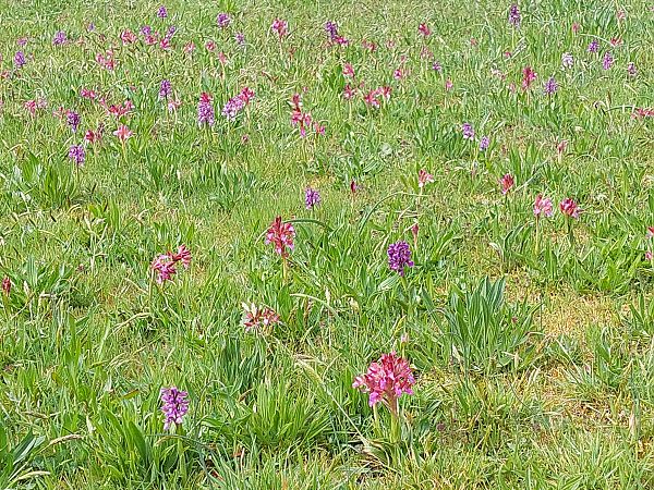 Anacamptis papilionacea  - Bernard Sonnerat