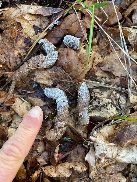 Gallo cedrone  - Lavinia Garibaldi (FVG)
