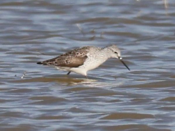 Chevalier stagnatile  - Michael Hafner