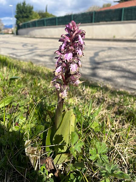 Himantoglossum robertianum  - Laura Nguyen