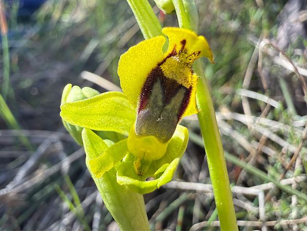 Ophrys lutea  - Pep Sole
