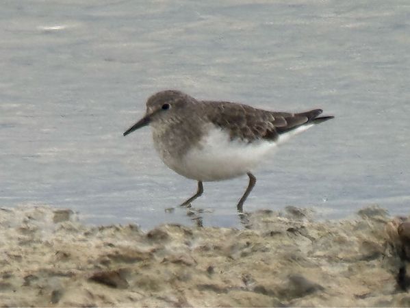 Gambecchio nano  - Enrico Castellucci