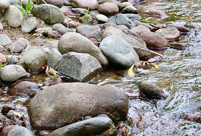 Cardellino  - Renato Sascor