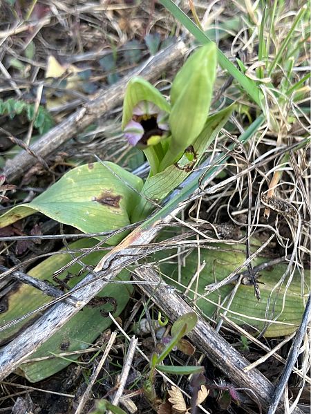 Ophrys indet. group. scolopax  - Florent de Gasperis