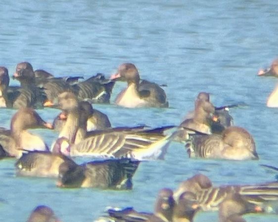 gęś krótkodzioba  - Krzysztof Lis