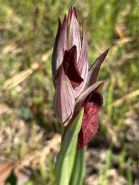 Serapias cordigera  - Roman Monnier