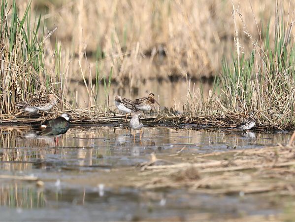 Bécassine sourde  - Michael Hafner