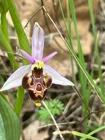 Ophrys vetula  - Florent de Gasperis