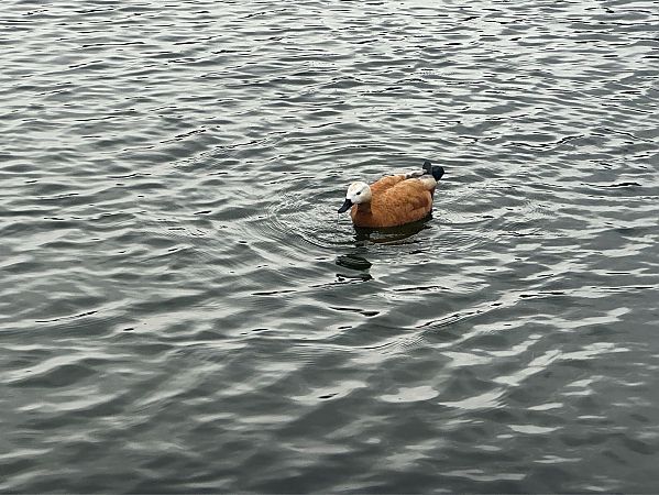 Ànec canyella  - Oriol Lloret