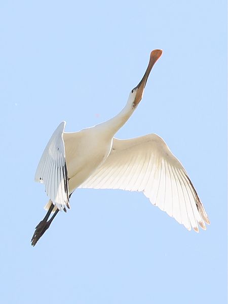 Spatule blanche  - Michael Hafner